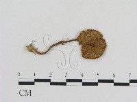 登錄號:F0014319藏品圖，第3張