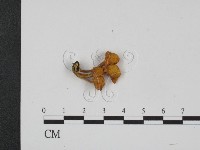 登錄號:F0014324藏品圖，第1張