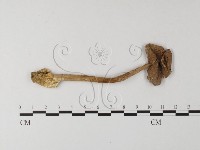 登錄號:F0014325藏品圖，第1張