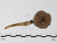 登錄號:F0014326藏品圖，第1張