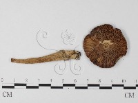 登錄號:F0014326藏品圖，第3張