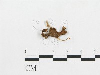 登錄號:F0014328藏品圖，第1張