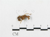 登錄號:F0014328藏品圖，第3張