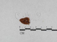 登錄號:F0014329藏品圖，第3張