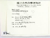 木耳屬藏品圖，第2張