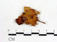 登錄號:F0014333藏品圖，第1張