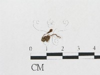 登錄號:F0014334藏品圖，第1張