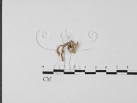 登錄號:F0014336藏品圖，第1張