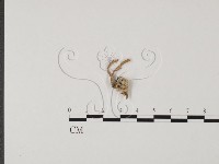 登錄號:F0014336藏品圖，第3張