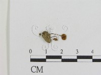 登錄號:F0014338藏品圖，第1張