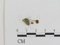 登錄號:F0014338藏品圖，第3張