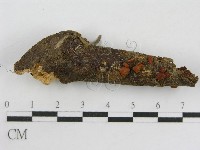 登錄號:F0014339藏品圖，第3張
