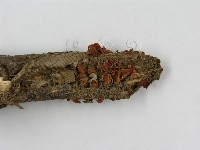 登錄號:F0014339藏品圖，第6張
