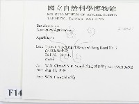 傘菌屬藏品圖，第2張