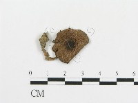 傘菌屬藏品圖，第4張