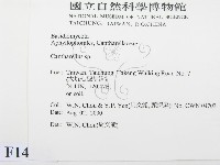 雞油菌屬藏品圖，第2張