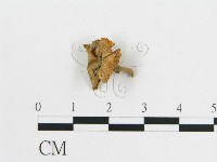 雞油菌屬藏品圖，第3張