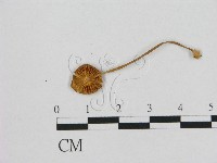 登錄號:F0014343藏品圖，第3張