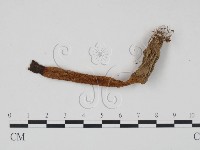 登錄號:F0014345藏品圖，第1張