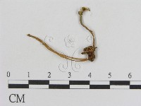 登錄號:F0014346藏品圖，第1張