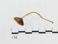 登錄號:F0014348藏品圖，第3張