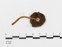 登錄號:F0014349藏品圖，第1張