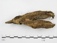 鬼傘屬藏品圖，第1張