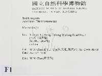 小皮傘屬藏品圖，第2張