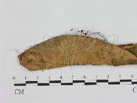 登錄號:F0014352藏品圖，第1張