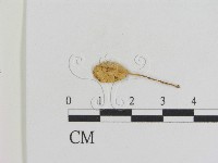 登錄號:F0014353藏品圖，第1張