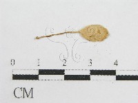 登錄號:F0014353藏品圖，第4張