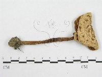 登錄號:F0014354藏品圖，第3張