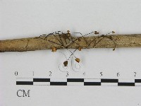 小皮傘屬藏品圖，第1張