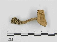 登錄號:F0014359藏品圖，第3張