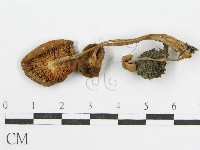 登錄號:F0014360藏品圖，第1張