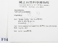 鬼傘屬藏品圖，第2張