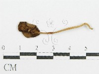 鬼傘屬藏品圖，第3張