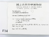 頭狀禿馬勃藏品圖，第2張