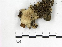 登錄號:F0014364藏品圖，第3張