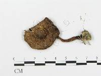 細鱗蘑菇藏品圖，第3張