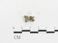 登錄號:F0014366藏品圖，第1張