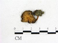 鬼傘屬藏品圖，第1張