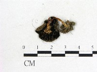 鬼傘屬藏品圖，第3張