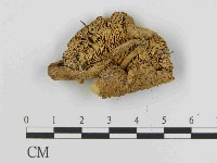 登錄號:F0014368藏品圖，第3張