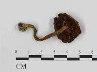 登錄號:F0014371藏品圖，第3張