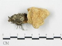 杯傘屬藏品圖，第1張