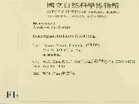 純黃白鬼傘藏品圖，第2張