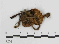 純黃白鬼傘藏品圖，第3張