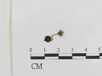 登錄號:F0014375藏品圖，第1張