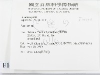 傘菌屬藏品圖，第2張